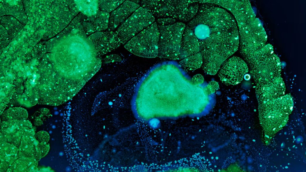 A tua saúde, descodificada: o papel essencial da biologia de sistemas no bem‑estar personalizado