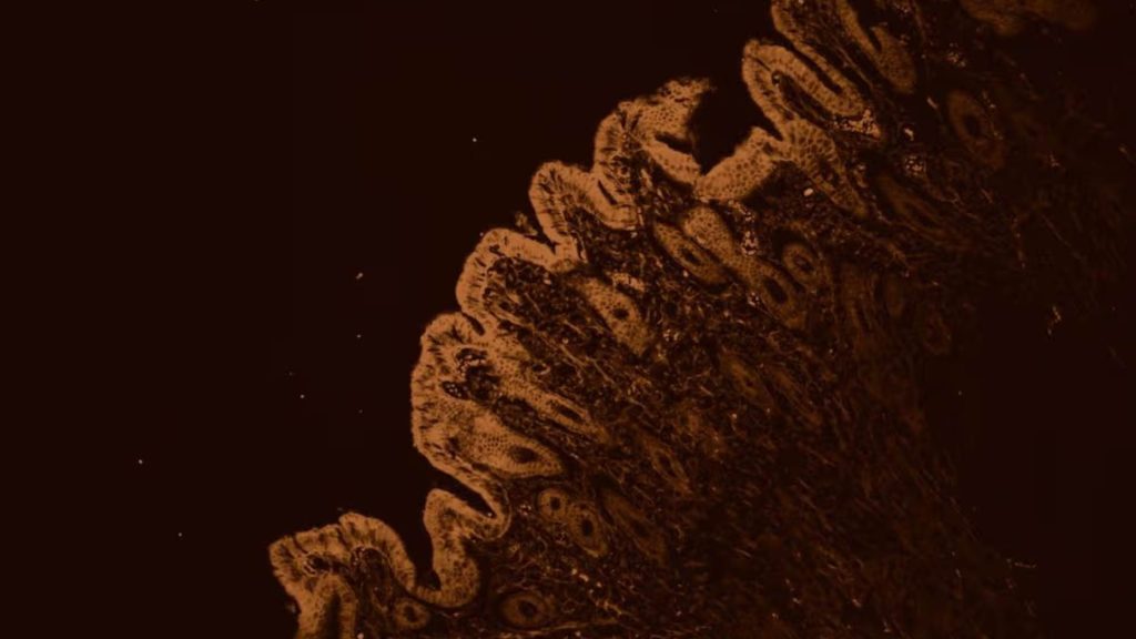 A jornada do intestino: compreender como a digestão funciona de verdade